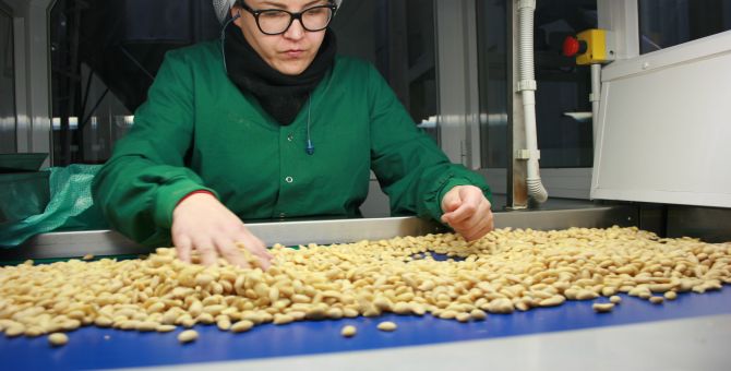 Una operaria seleccionando frutos secos en una cadena de procesado
