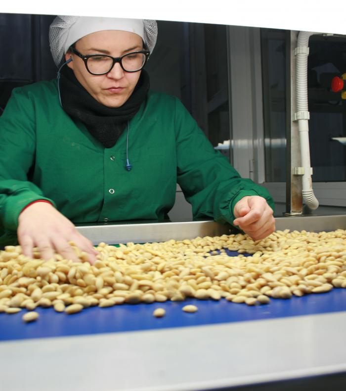 Una operaria seleccionando frutos secos en una cadena de procesado